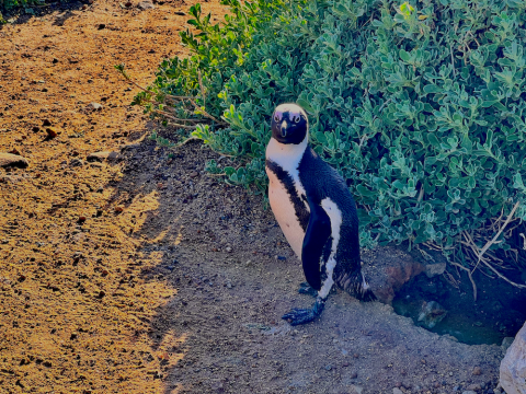 A resident of the unique colony of African penguins at Stony Point, Betty’s Bay