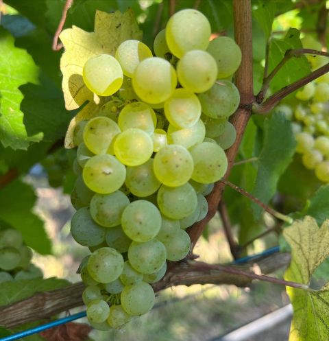Tiers vineyard fruit in 2026