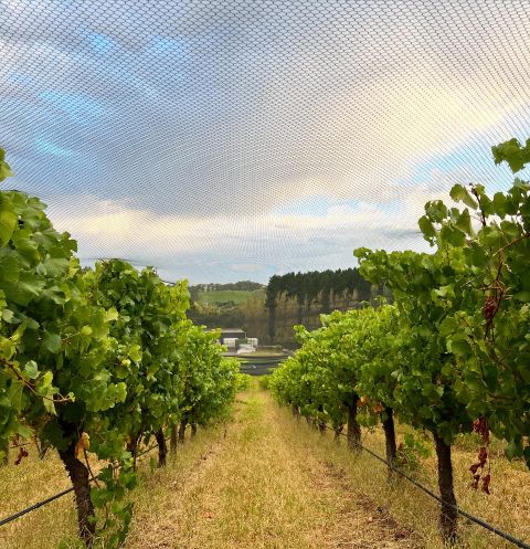 Tiers vineyard showing bird nets