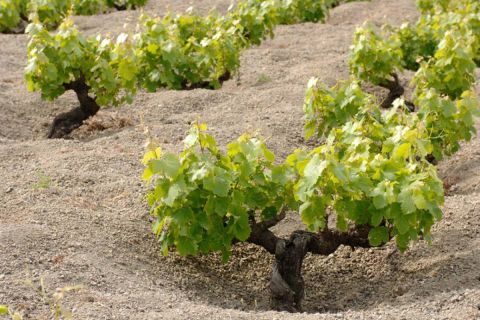 bush vines growing on Pantelleria