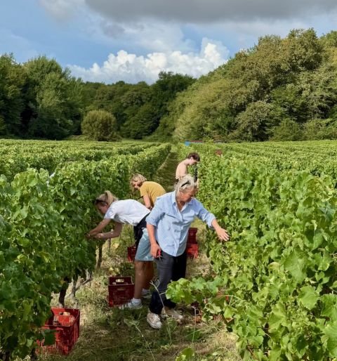 Sémillon harvest 2025 Ch Bauduc