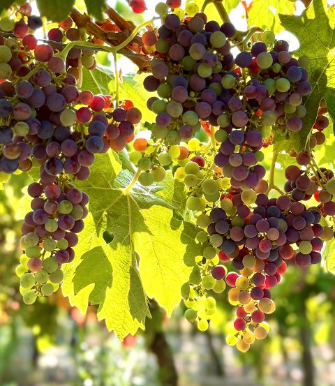 veraison at Ch Bauduc 2025
