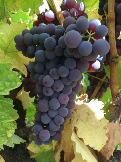 bunch of Karasakız grapes