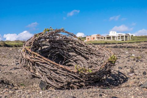 Ancient basket vine on Santorini
