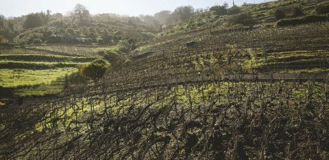 Bodega Arautava vineyards