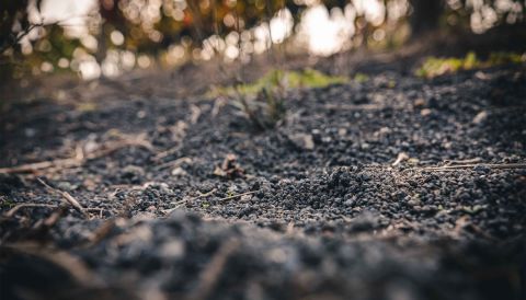 The black soils under the vines at Casa Setaro at the foot of Mount Vesuvius.