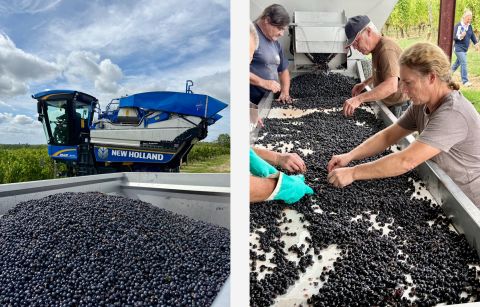 machine harvest of red grapes at Ch Bauduc 2025