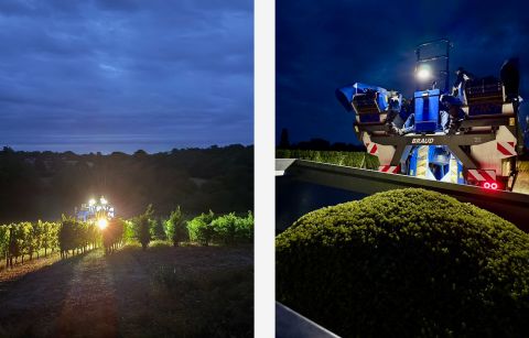 night-time harvest of Sauvignon Blanc at Ch Bauduc 2025