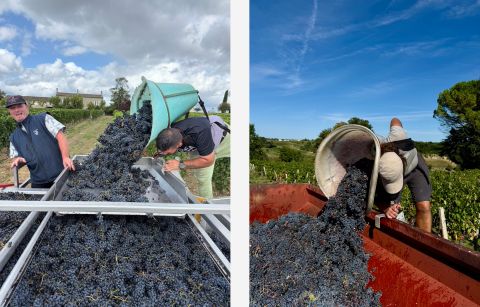 red harvest Bordeaux 2025