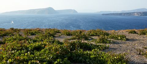 Gaia vineyard Santorini