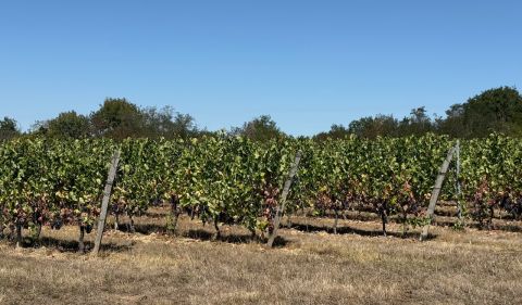 vines stressed in heat and drought Bordeaux 2025