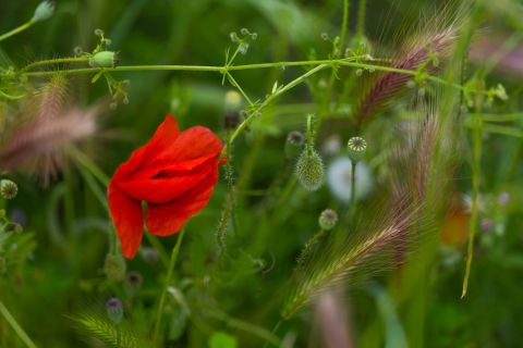 Rewilding Portugal – native wildflowers