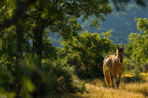 Rewilding Portugal - Sorraia wild horse