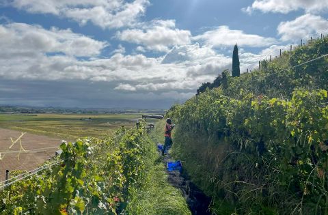harvesting Syrah in Bilancia's La Collina vineyard 2026