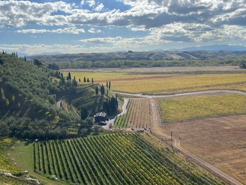 Bilancia's vineyards in Hawke's Bay