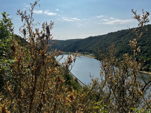 the River Mosel viewed through boxwood