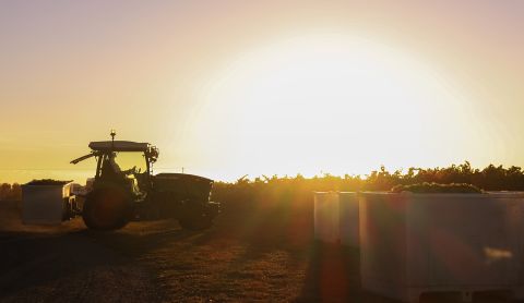 Dog Point harvest 2026