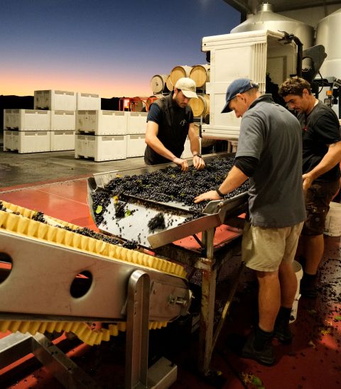 Escarpment sorting Pinot at dusk