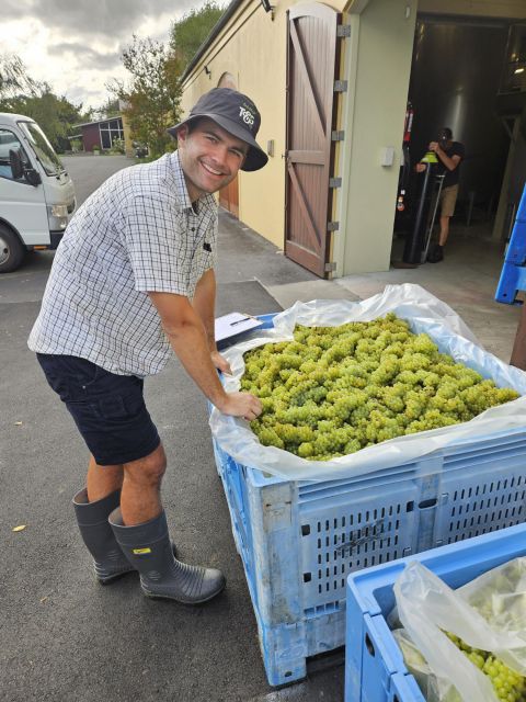 Kumeu River harvest 2026