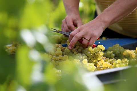 Neudorf Chardonnay 2026 harvest