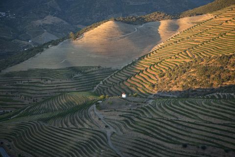 Pombal vineyard