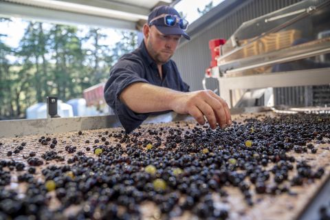 Pyramid Valley Pinot Noir_Harvest April 2026