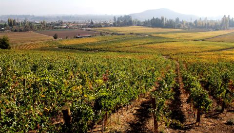 Volcanes de Chile's vineyard in the Alto Maipo