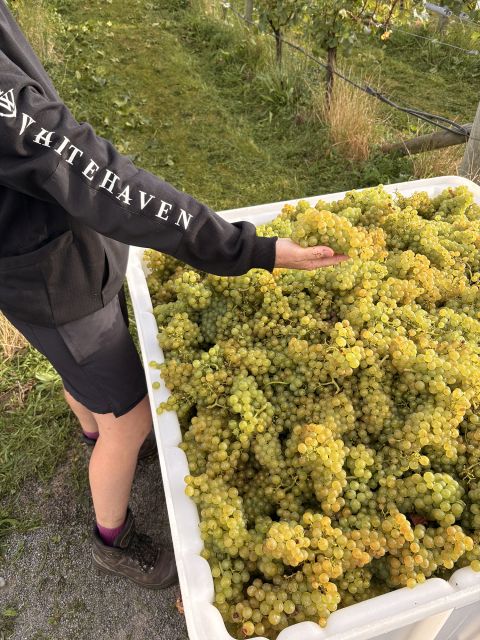 2026 grapes harvested at Whitehaven