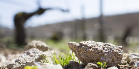 A clump of kimmeridgian clay, with vines in the background