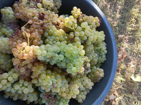 Loureiro harvest
