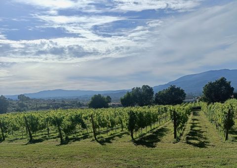 Juca Loureiro vineyard