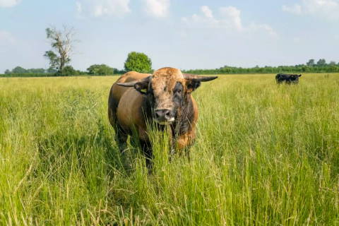 Cattle on the Meinklang farm