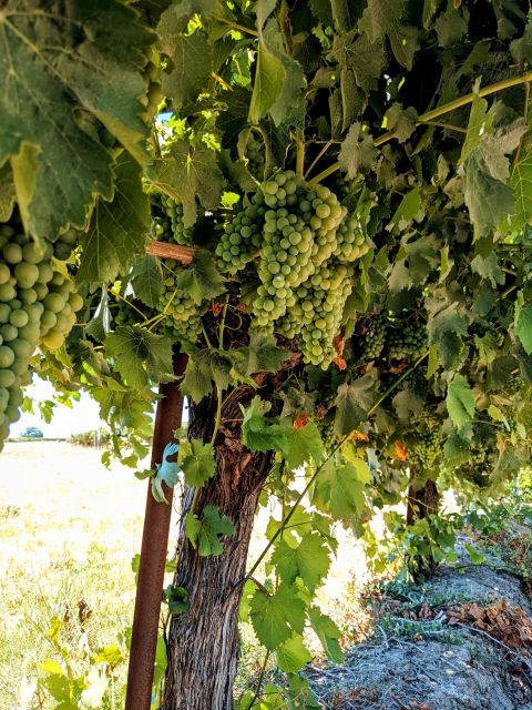 Pine Ridge Vineyards Chenin Blanc on vine in Clarksburg courtesy Rine Ridge