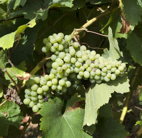 Chenin Blanc grapes in Vouvray