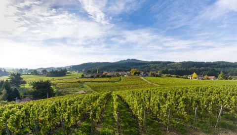 landscape view of Domaine Sérol's vineyards in the Côte Roannaise (@ Domaine Sérol)