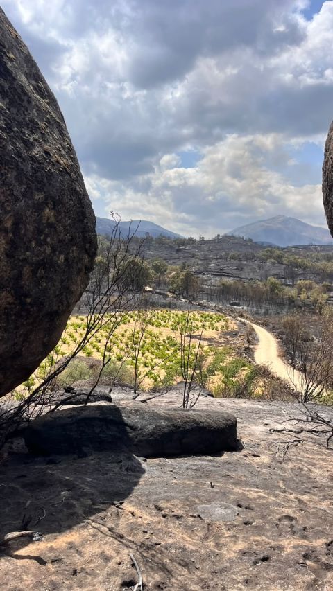 Rico Nuevo vineyard survives the fires
