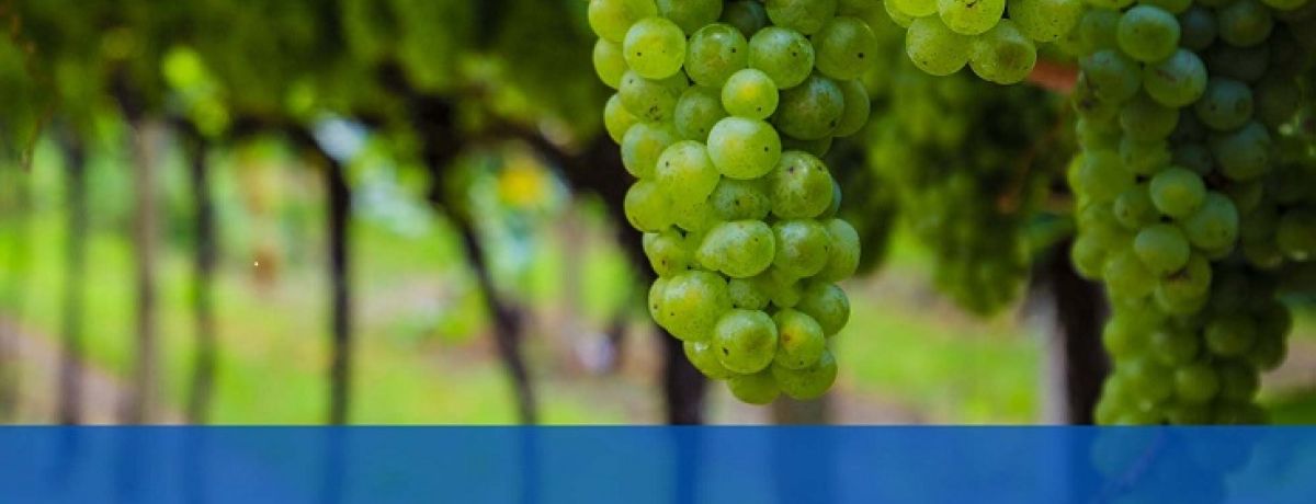 WSET Level 2 in Wines course, Winchester