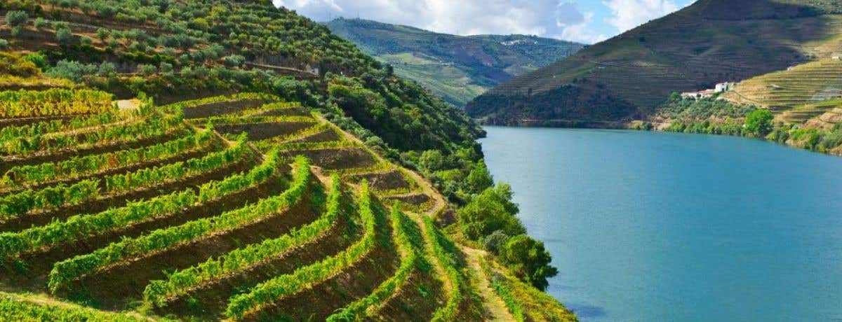 Online: Discover Portugal with West London Wine School