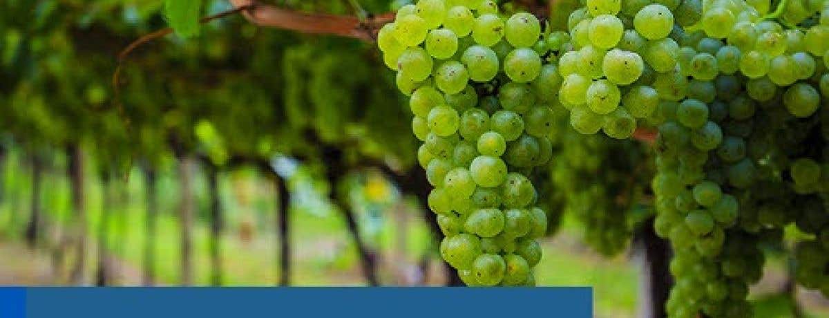 Online WSET Level 2 in Wines course