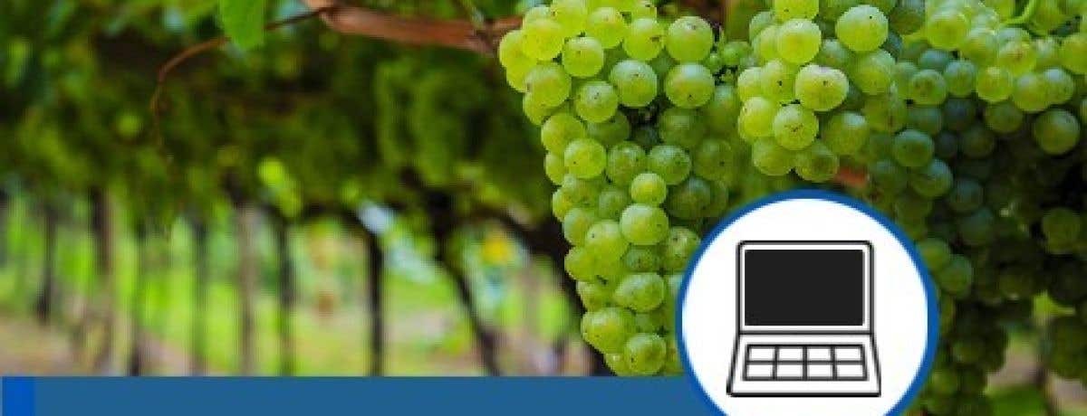 WSET Level 2 Award in Wines Online - Evenings