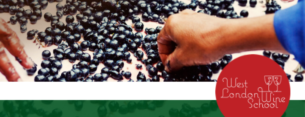 WSET Level 3 Award in Wines Course in London, UK