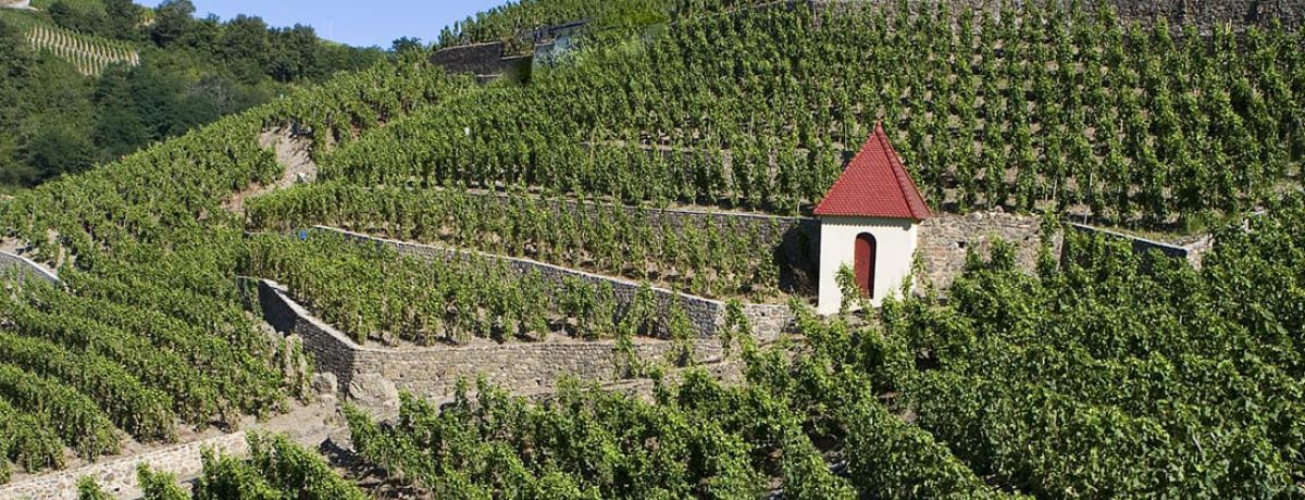 2021 Rhône En Primeur & Back Vintage Tasting; The Royal Over-Seas’ League, 23rd November 2022, 6.00pm