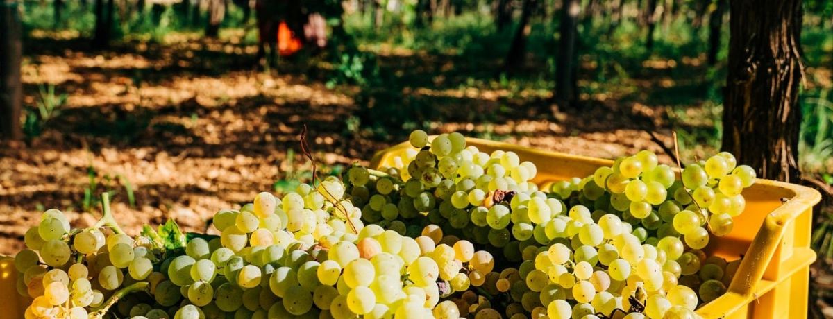 Italian Fine Wine Classics - Brighton