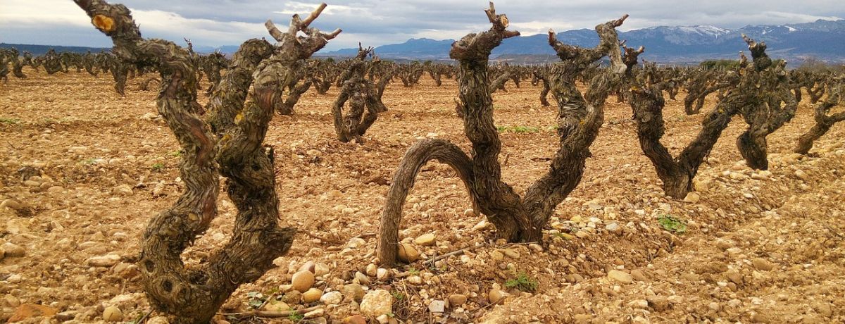 A Rioja Masterclass with Victoria Aldwinckle - Tunbridge Wells