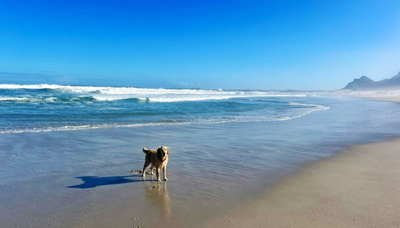 Monty on the beach at Betty’s Bay, near Hemel-en Aarde