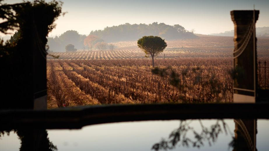 Ch de Beaucastel vineyards in winter