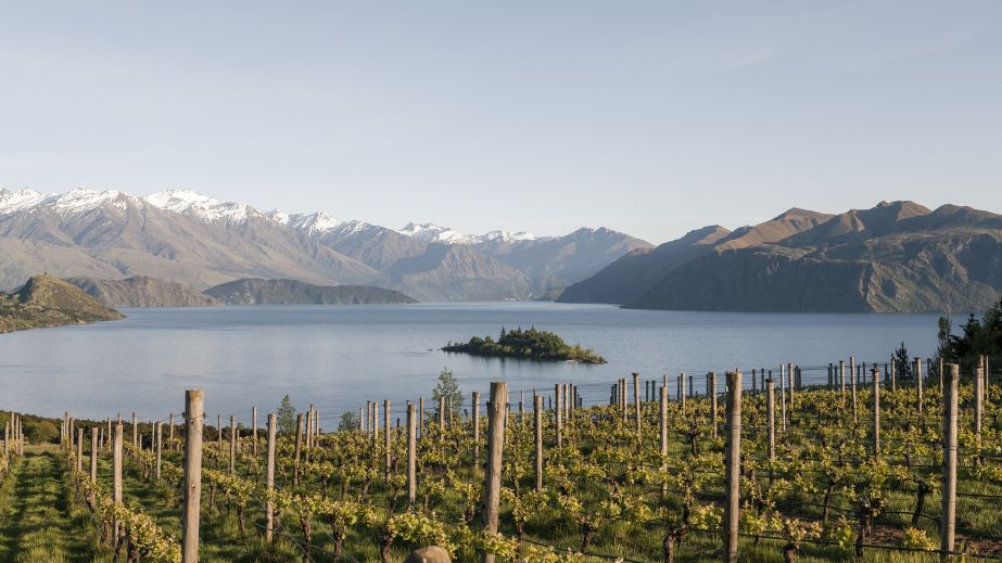 Rippon vineyard