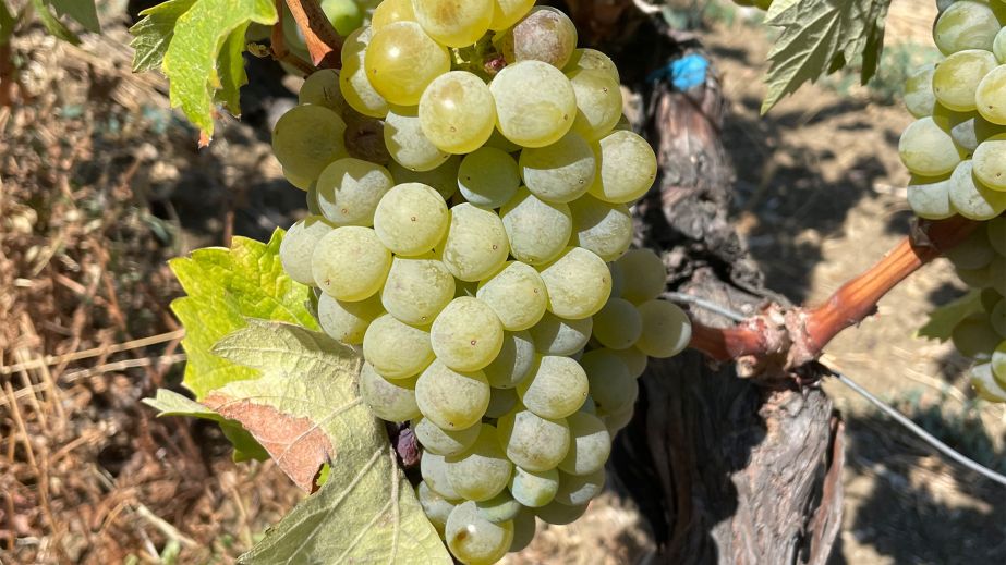 A bunch of green Kolorko grapes on the vine in Türkiye
