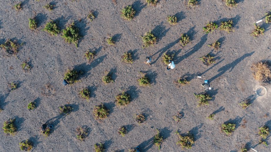 Sigalas Monachogios vineyard
