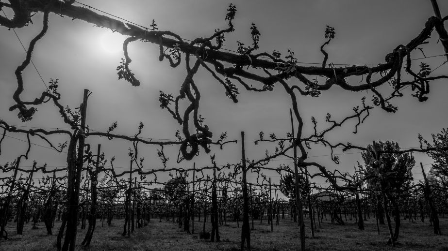 gnarly old vines in Tauraasi, Campania